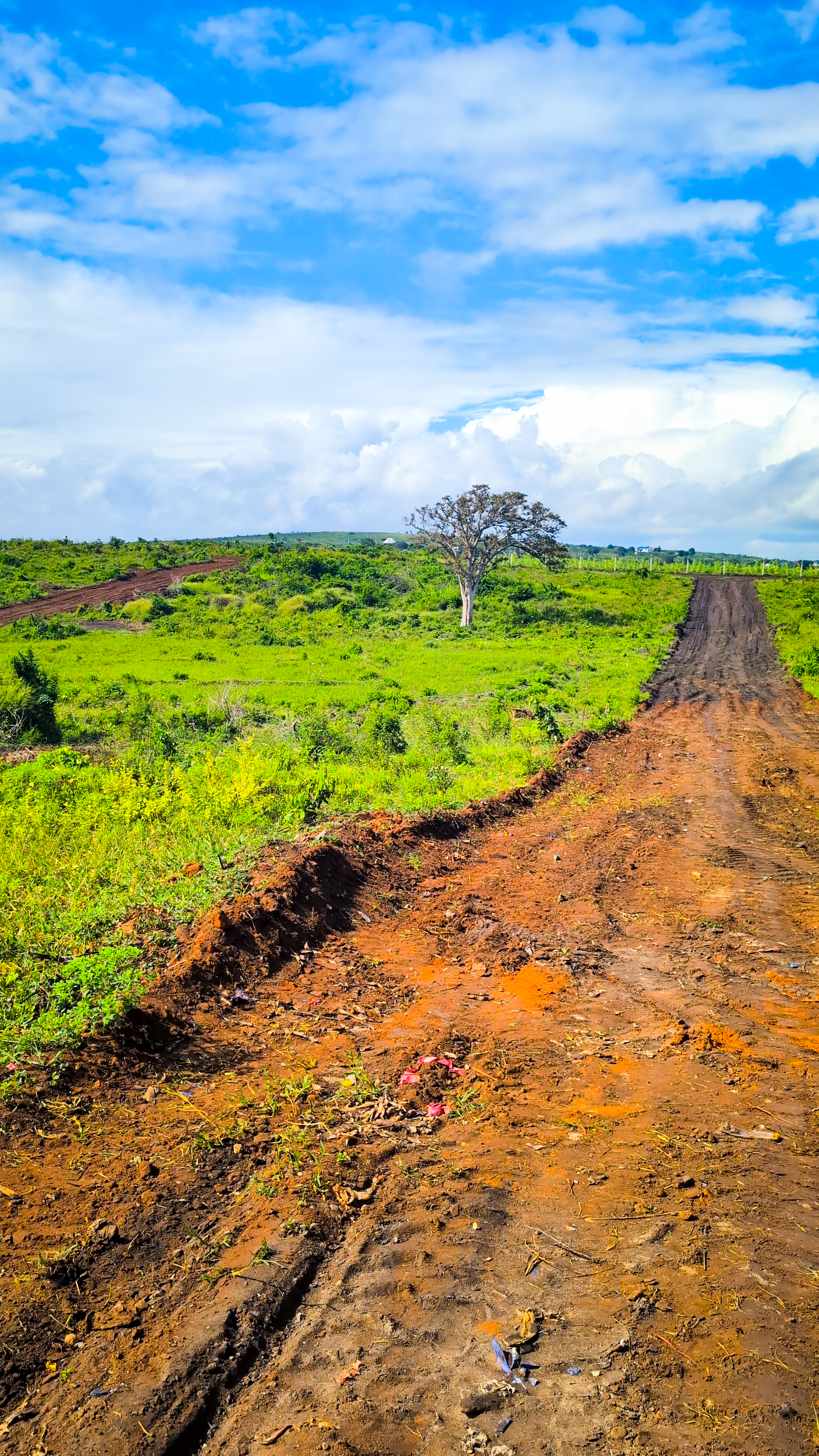 Bagamoyo Project